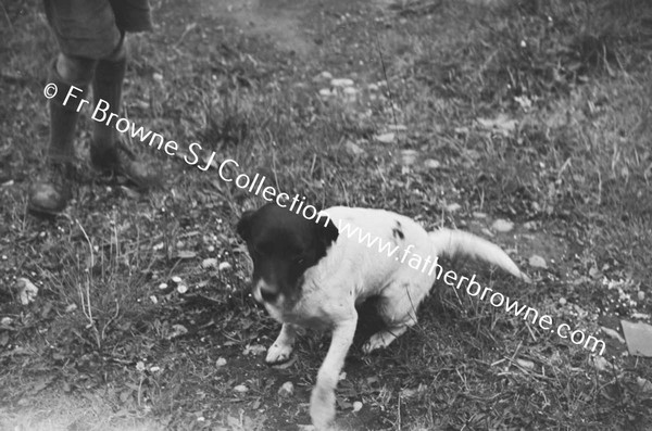 BOY PLAYING WITH DOG